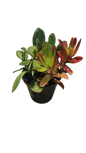 Simple Succulent Mix Pot