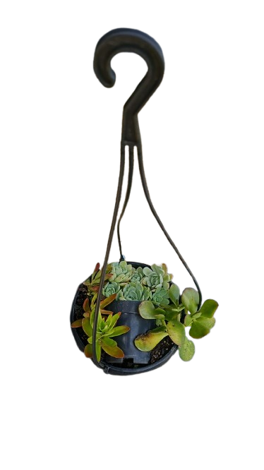 Hanging Succulent Mix Bowl