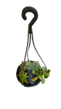 Hanging Succulent Mix Bowl