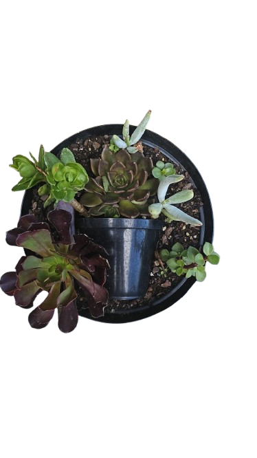 Large Succulent Mix Pot