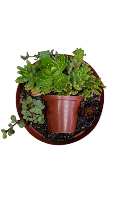 Large Succulent Mix Pot
