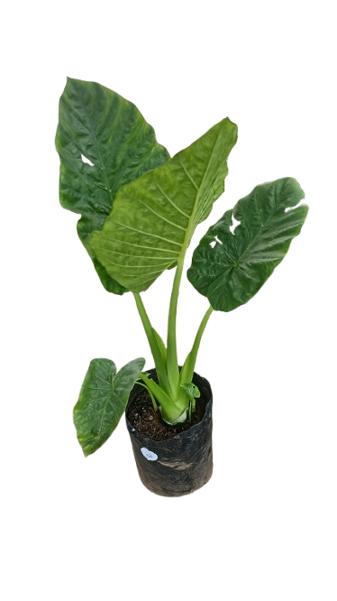Elephants Ear 20L