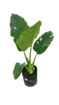 Elephants Ear 20L