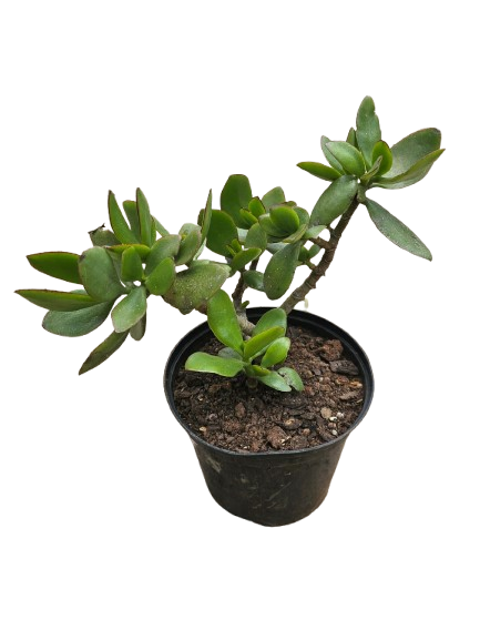 Jade Plant Various Sizes
