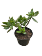 Jade Plant Various Sizes
