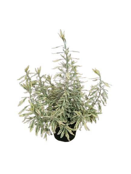 Lavender Various 15cm