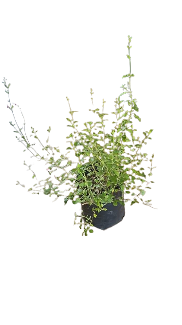 Salvia Hot Lips 10L