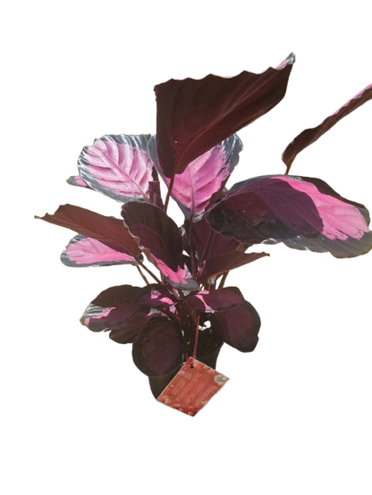 Calathea Misty Red 14cm