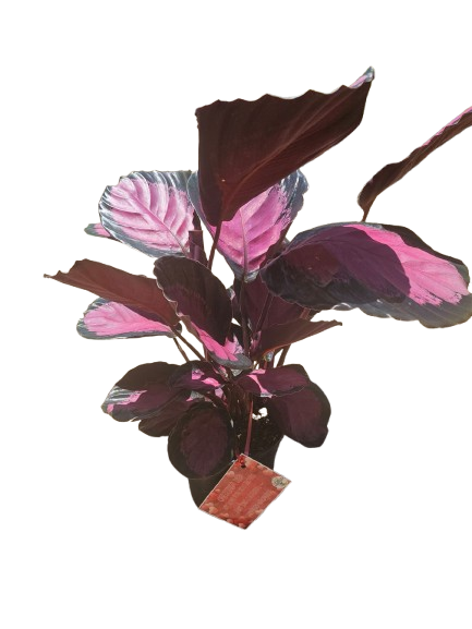 Calathea Misty Red 14cm