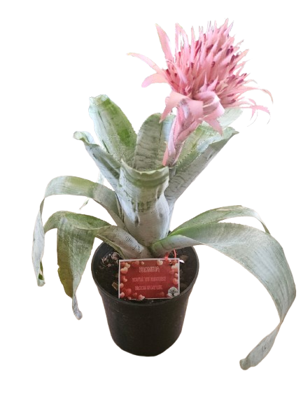 Bromelia Aechmea 19cm