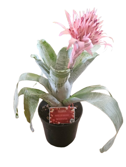 Bromelia Aechmea 19cm