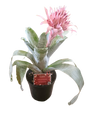 Bromelia Aechmea 19cm