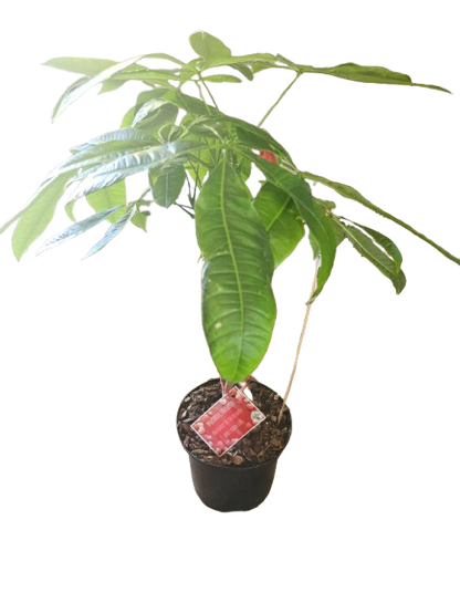 Pachira Braided 20cm