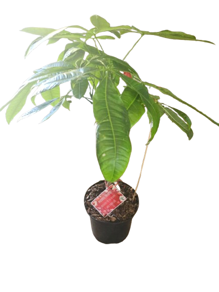 Pachira Braided 20cm