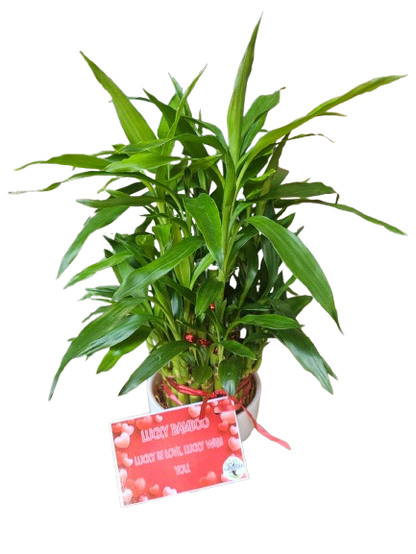 Lucky Bamboo Small Pyramid Ceramic 9cm