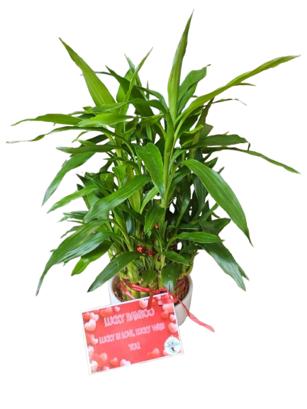 Lucky Bamboo Small Pyramid Ceramic 9cm