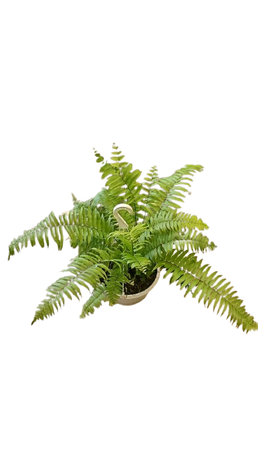 Nephrolepis Biserrata Boston Macho HB 25cm
