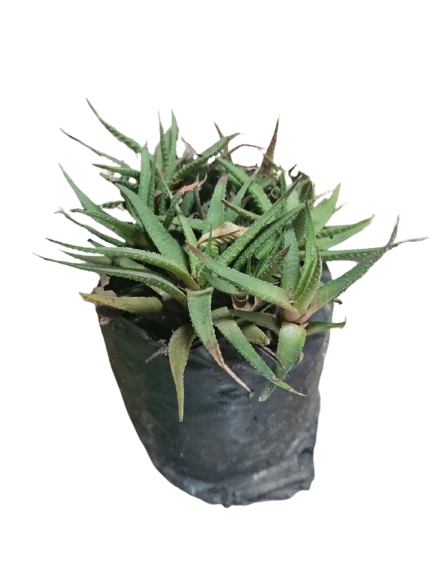 Haworthia fasciata 2L