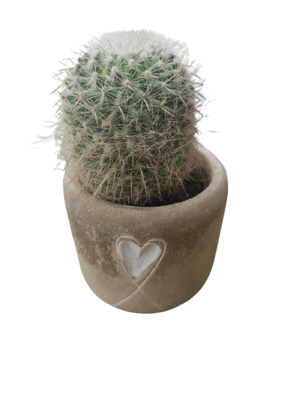 Cactus in Cement Heart pot