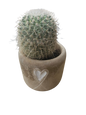 Cactus in Cement Heart pot
