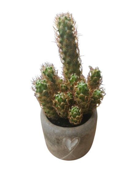 Cactus in Cement Heart pot