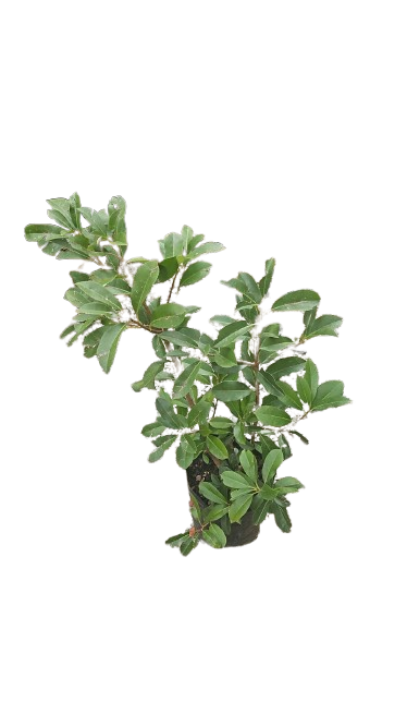Photenia Glabra Red Robin - Various Sizes