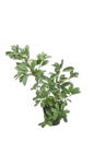 Photenia Glabra Red Robin - Various Sizes