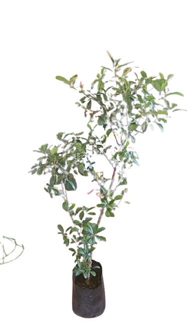 Photenia Glabra Red Robin - Various Sizes