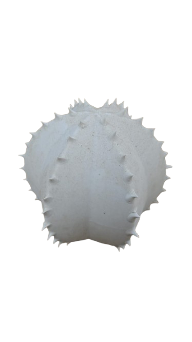 Ceramic Cactus Decoration