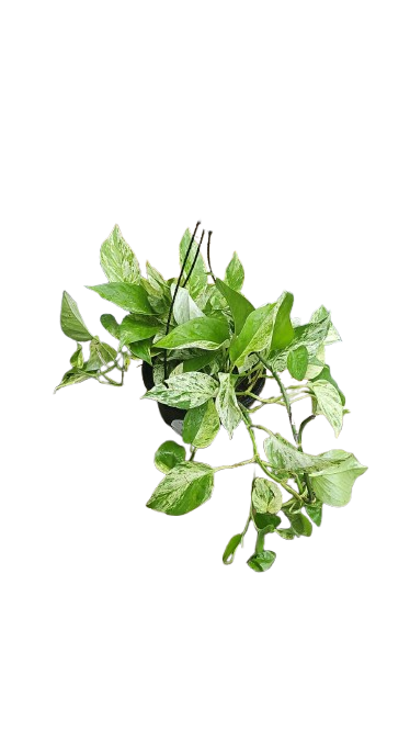 Scandapsis Marble Queen 20HB