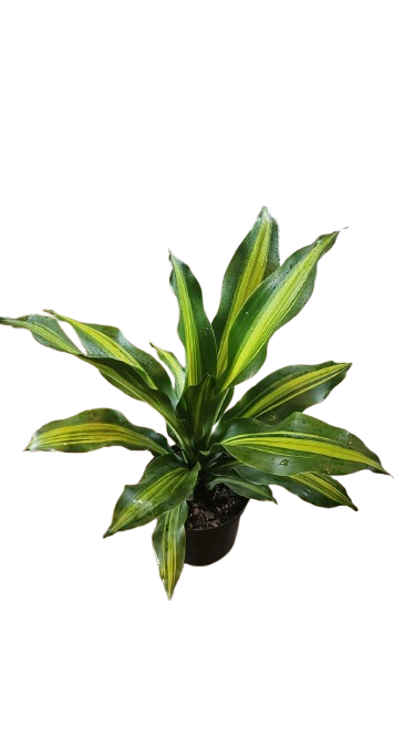Dracaena Golden Heart 19cm