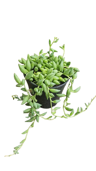 String Of Banana 12cm