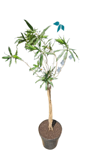 Dracaena Reflexa Braided 30cm