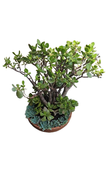 Crassula/Echeveria Combo Various Sizes