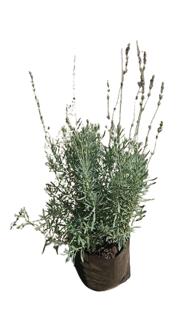 English Lavender 10L