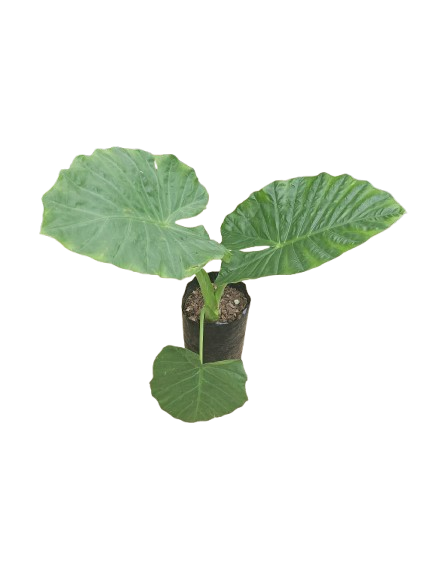 Alocasia Macrorrhiza 20L