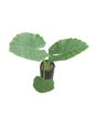 Alocasia Macrorrhiza 20L
