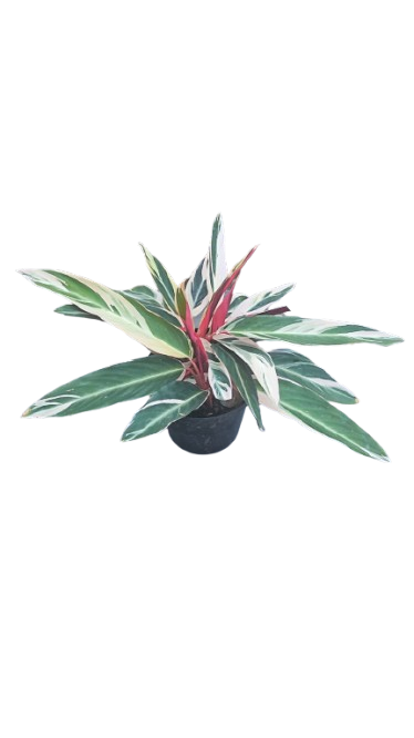 Calathea Triostar 25cm