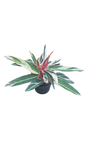 Calathea Triostar 25cm