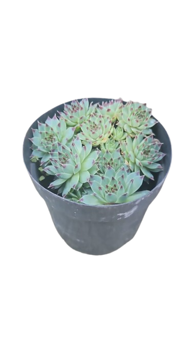 Sempervivum 10cm Various