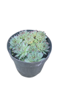 Sempervivum 10cm Various