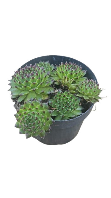 Sempervivum 10cm Various