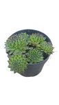 Sempervivum 10cm Various