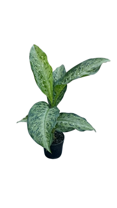 Dieffenbachia Memoria 14cm
