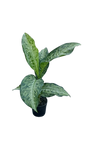 Dieffenbachia Memoria 14cm