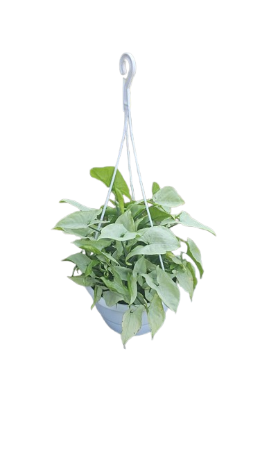Syngonium Silver Pearl 20cm Hanging Basket