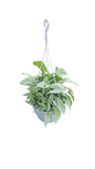 Syngonium Silver Pearl 20cm Hanging Basket