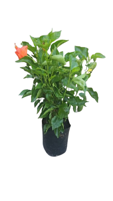 Hibiscus Hybrid 6/19cm