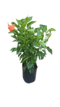 Hibiscus Hybrid 6/19cm