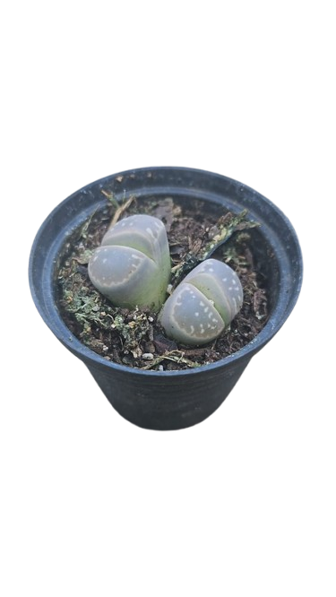 Lithops 5.5cm